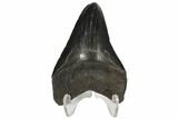 3.89" Fossil Megalodon Tooth - South Carolina - #130717-2
